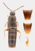 Nehemitropia lividipennis
